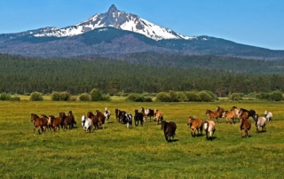Horses running on a plain.
