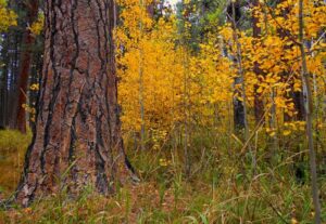 Fall foliage.