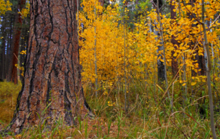 Fall foliage.