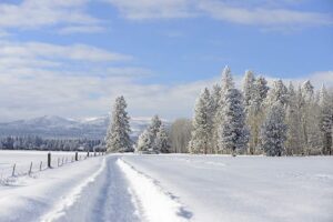 Snowy trail and trees.