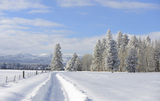 Snowy trail and trees.