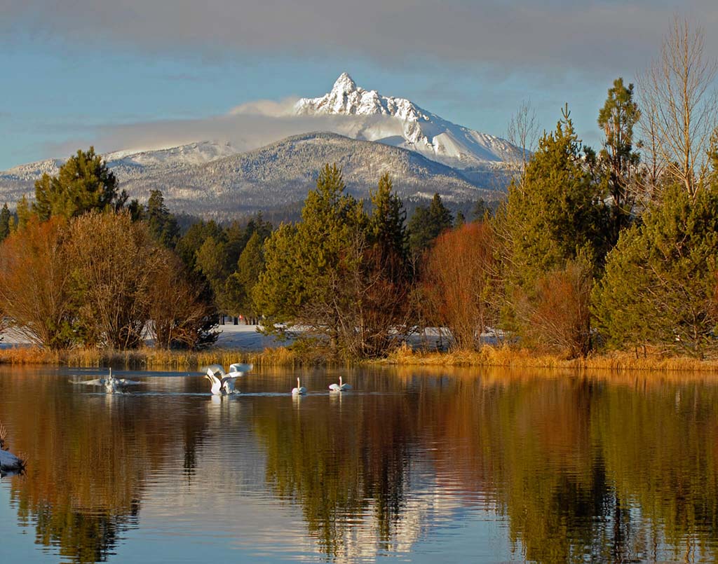 Swans on the lake. Mt Washington in background.