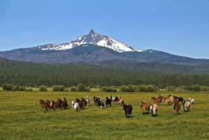 Horses-on-their-way-to-work-Mt Washington-KateThomasKeown_DSC6041e1024