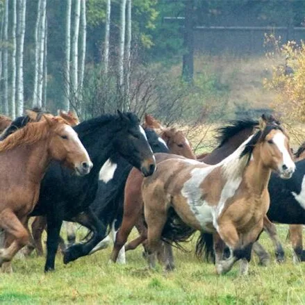 Advanced Trail Rides