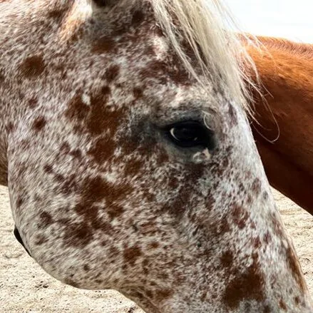 Intermediate Trail Rides