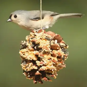 t-rec_pinecone-bird_340x340