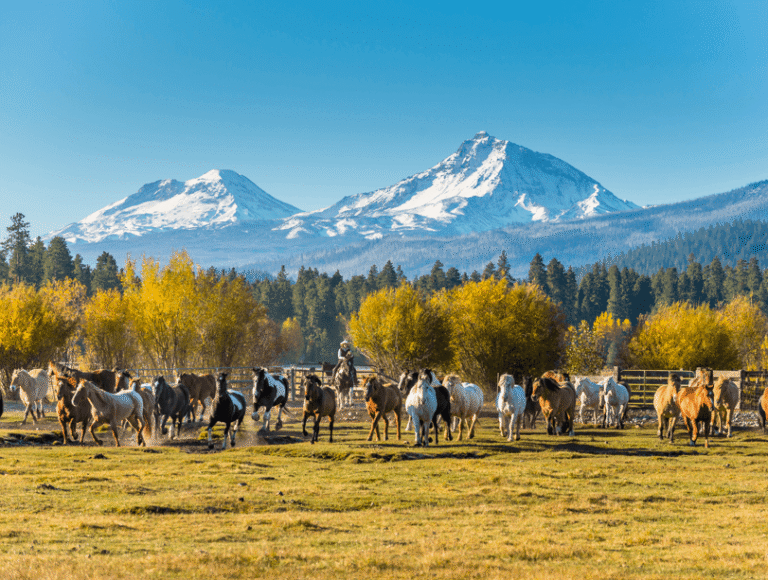 Horses at a resort in Sisters, Oregon, in the fall.