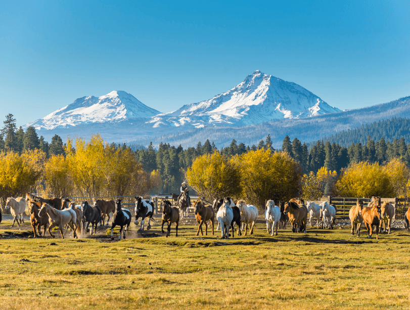 Horses at a resort in Sisters, Oregon, in the fall.