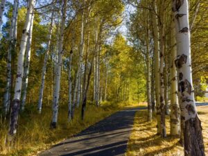 A tree lined trail, one of the best hiking trails in Sisters, Oregon.