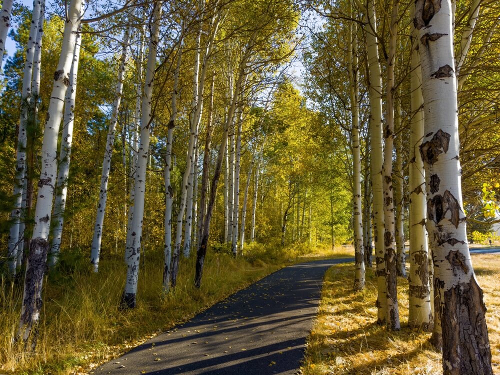 A tree lined trail, one of the best hiking trails in Sisters, Oregon.